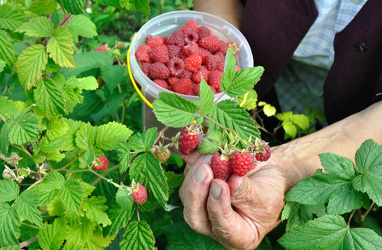 maline