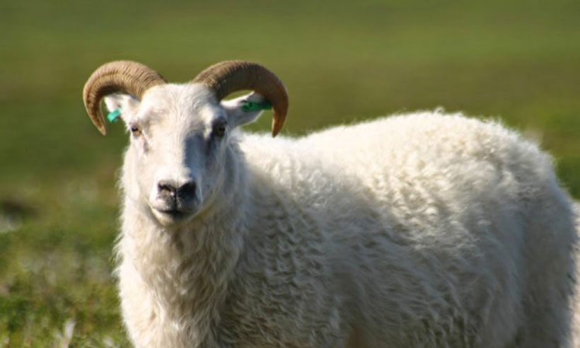 ovca kurman