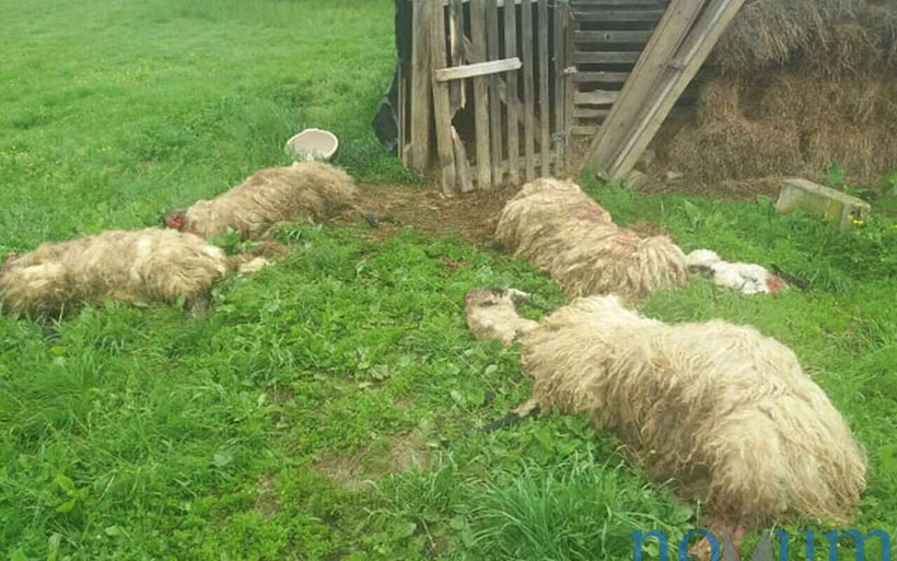 ovce novum pokolj