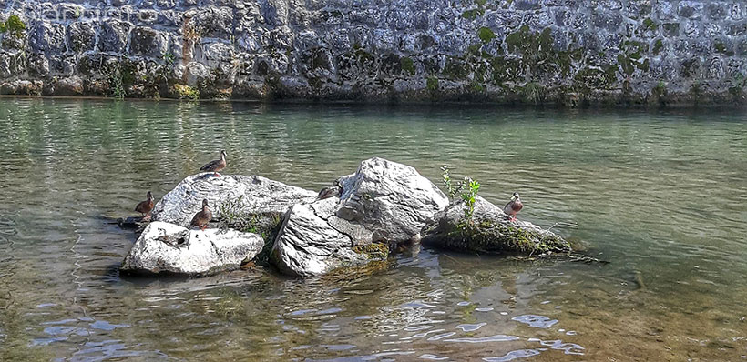 patke lepenica rijeka