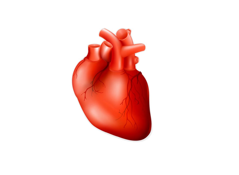srce organ