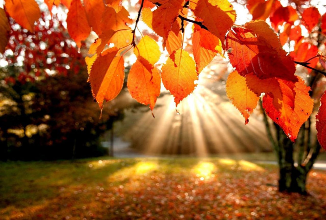 jesen-lisce-sunce.jpg