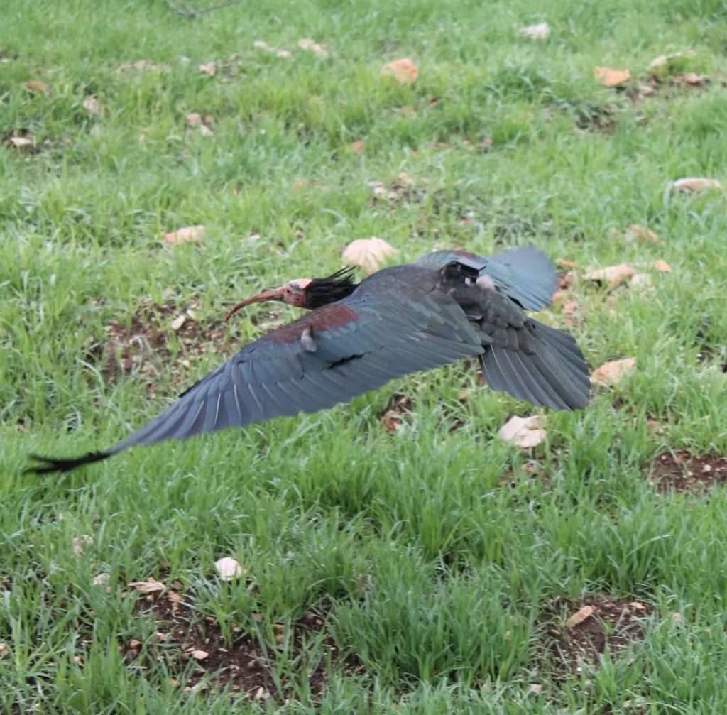 celavi-ibis.jpg