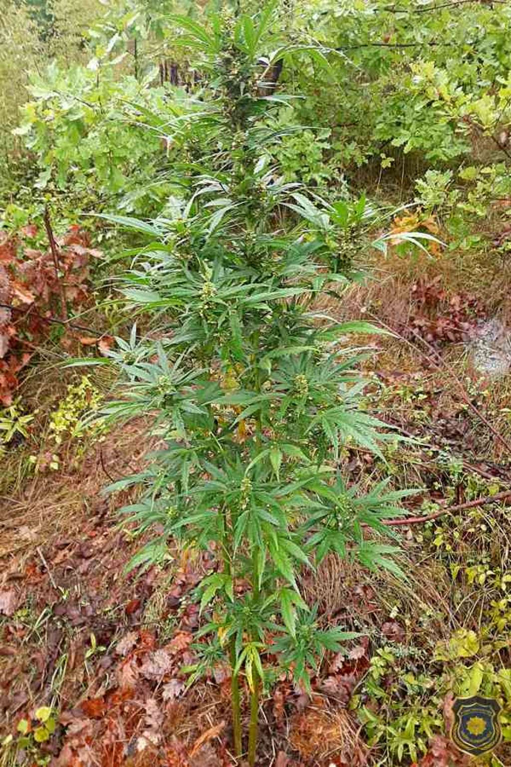 marihuana-biljka15455.jpg