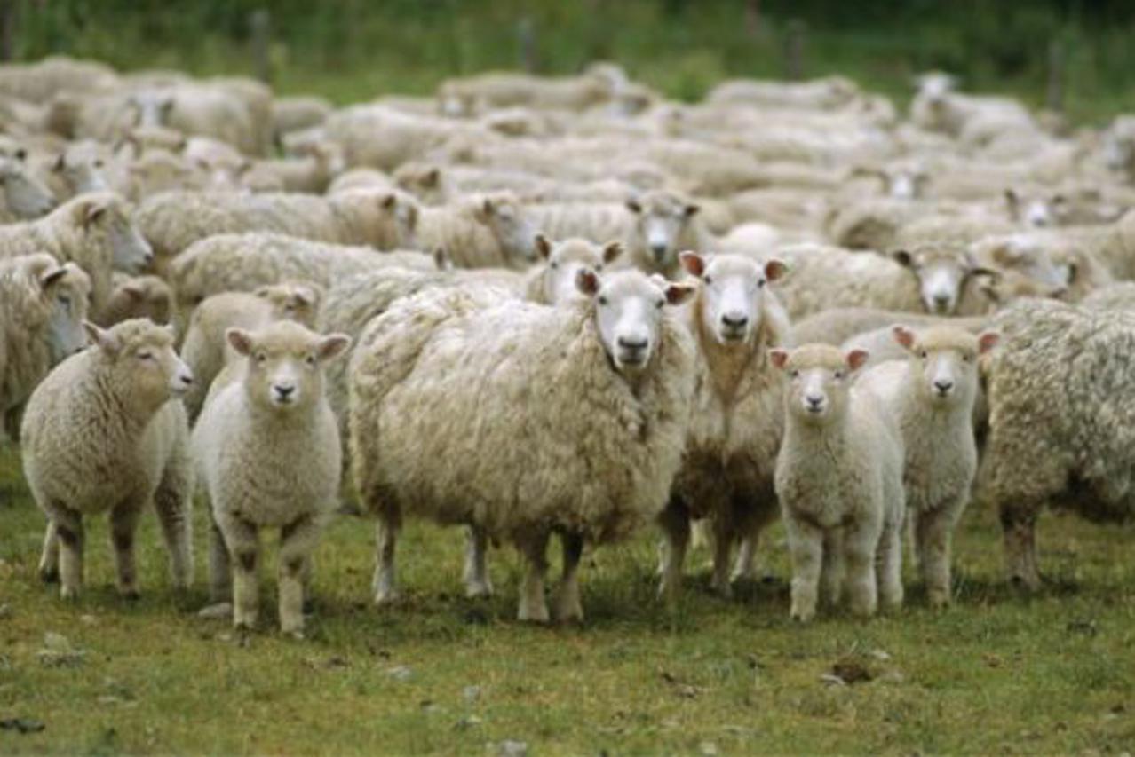 ovce-zdz.jpeg